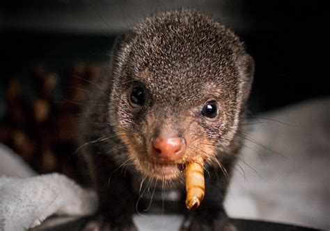 Three Cute Rescued Mongooses to be Released Back into the Wild
