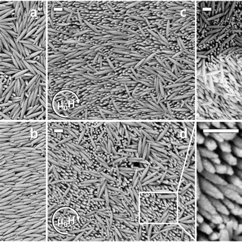 SEM Images Of Hematite Nanospindles Assembled In A Absence Of A