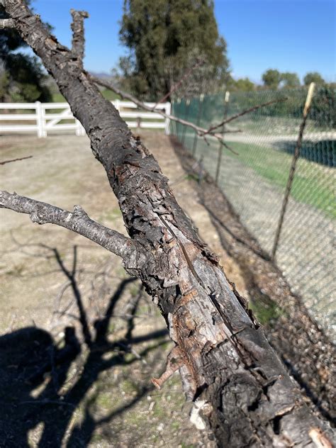 Peeling Bark And Cracks Peach Tree General Fruit Growing Growing Fruit