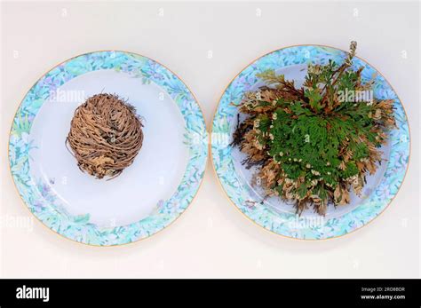 Selaginella Lepidophylla Care