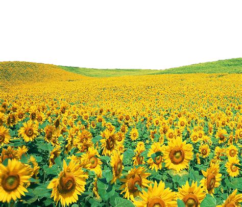 Sunflower Png Transprent Image Use Anywhere By Theartist100 On