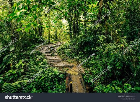 Ecuador Tropical Rainforest Hiking Trail Amazon Stock Photo 2152109129