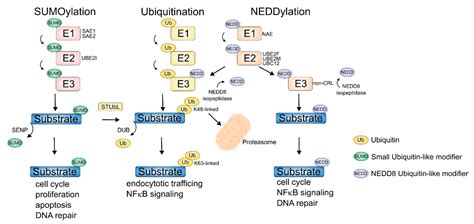 Cancers Free Full Text Ubiquitination And Ubiquitin Like