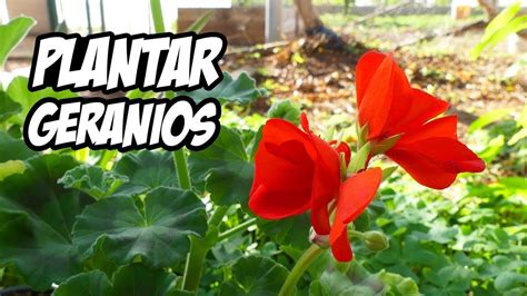 Cómo cultivar y reproducir Geranios Geranios Plantar Cultivar