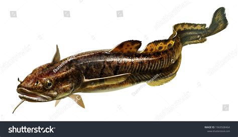 743 Burbot Images, Stock Photos & Vectors | Shutterstock