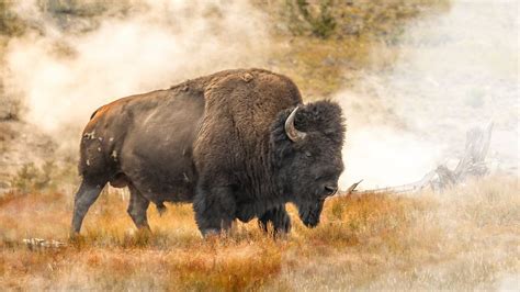 Yellowstone tourist learns that trying to ride bison really isn't a ...