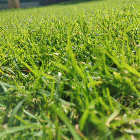 The Benefits of Grass for Lawns | by SeedBaba | Medium