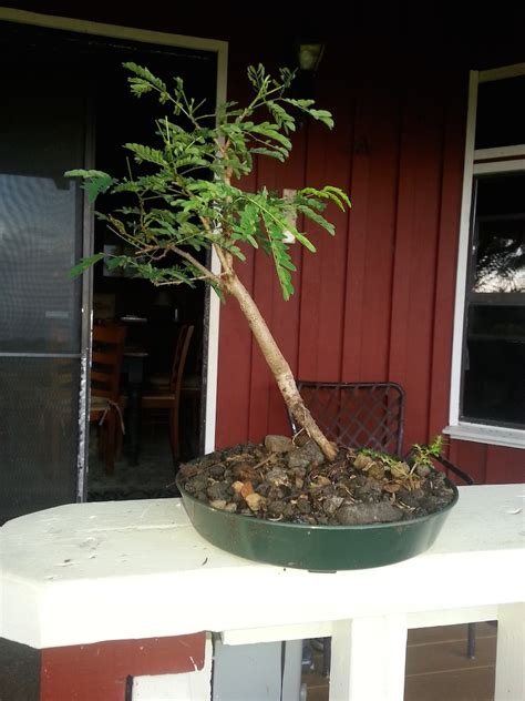 Leucaena Leucocephala Aka Mimosa Haole Koa Progress