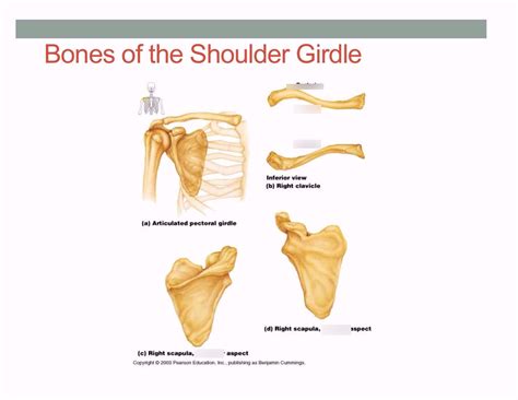 Bones Of The Shoulder Girdle Diagram Quizlet