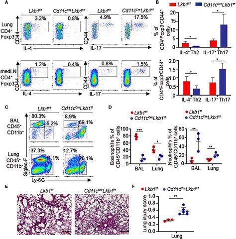 Frontiers Critical Role Of Lkb In The Maintenance Of Alveolar