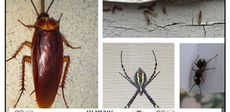 How To Prevent Pests From Invading Your Home The Housing Forum