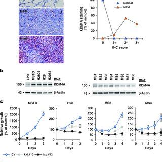 Kdm A Expression In Mpm Is Essential For Cell Growth A Representative