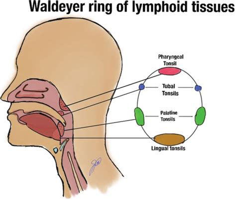 Lingual Tonsil He Flashcards Quizlet