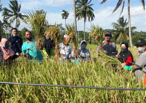 Varietas Unggul Padi Lokal Bondowoso Siap Penuhi Kebutuhan Pangan