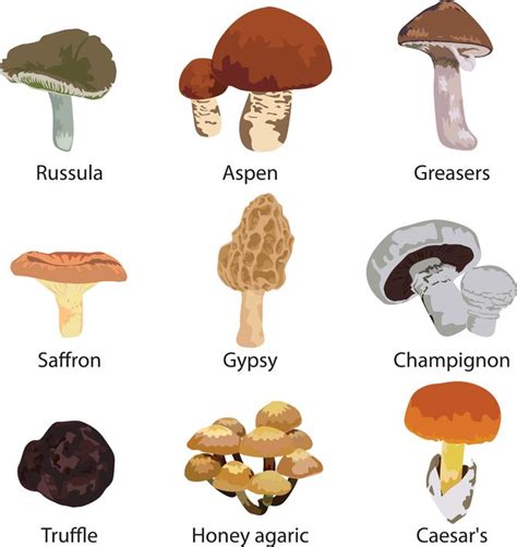 How To Recognize And Use Mushrooms For Food And Fire Survivopedia