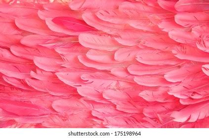 Pink Flamingo Feathers Stock Photo 175198964 | Shutterstock