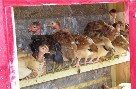 Naked Neck Turken Not Sure Backyard Chickens Learn How To Raise Chickens