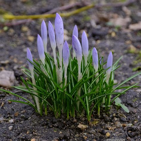 aufblühende Krokusse Krokus unbestimmt Crocus indet Flickr