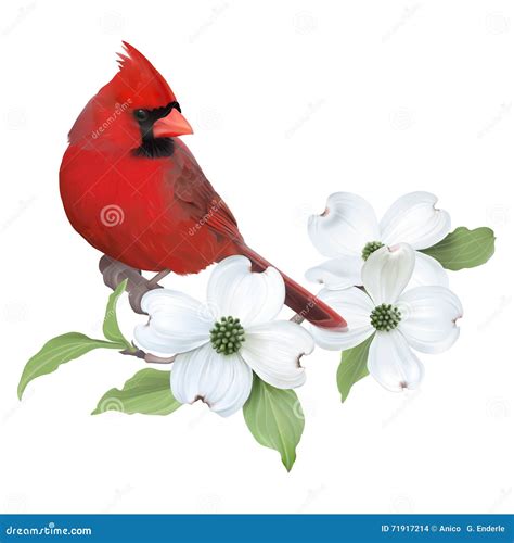 Cardinal Stock Illustrationen Vektoren Kliparts 10 604 Stock