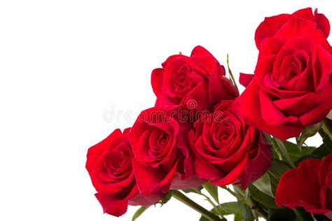 Red Roses On White Background Stock Photo Image Of Bouquet Color