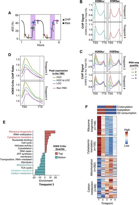 Recognition Of Histone Crotonylation By Taf Links Metabolic State To