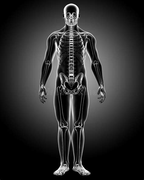 Xray X Ray Of The Human Body Man And Woman Stock Illustration Illustration Of Male Muscular