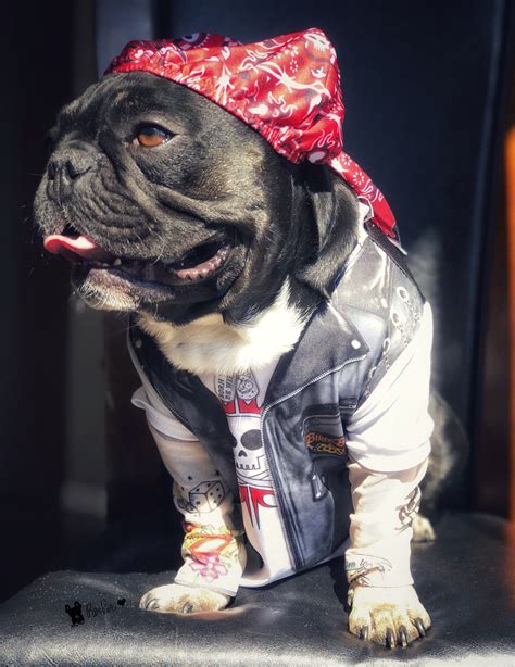 Rockaethefrenchie Just As A Biker With Full Sleeves Biker Costume