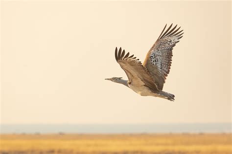 Southern Africa 2025 Birds Georgia