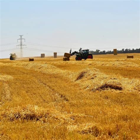 M Quina De Colheita De Agricultura Colheita Campo De Milho Maduro