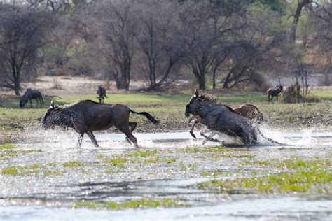 Victoria Falls And Chobe Details Safariopedia Explore Worldwise
