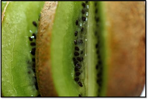 Magnified Views Of Fruits