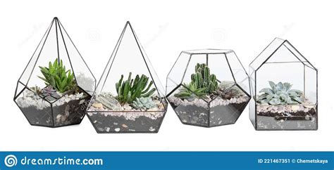 Glass Florarium Vases With Succulents On White Background Stock Image