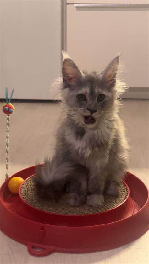 My little girl Eris acclimating well to her new home | Scrolller