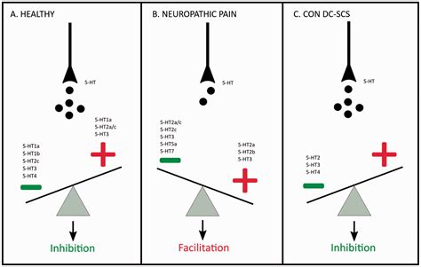 A Systematic Review On Descending Serotonergic Projections And