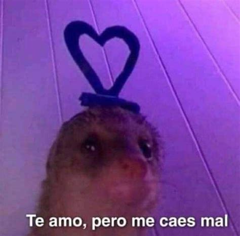 A Ferret With A Heart Shaped Headband On It S Head And The Caption Ola