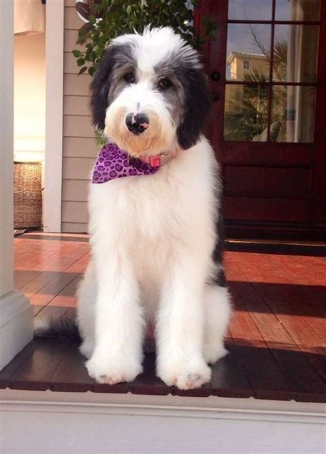 Sheepadoodle The Ultimate Guide Sheepadoodle Cute Dogs Cute Puppies