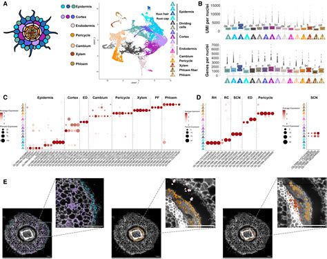 Single Cell Transcriptome Atlases Of Soybean Root And Mature Nodule