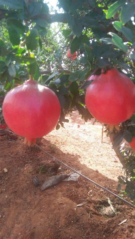 Pomegranate Nursery Plant At Rs 18 Piece Pomegranate Plants In Aurangabad Id 18628208788