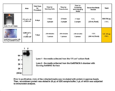 Advantage Of Using Cellstack® 5 Chamber With Corning® Cellbind® Surface