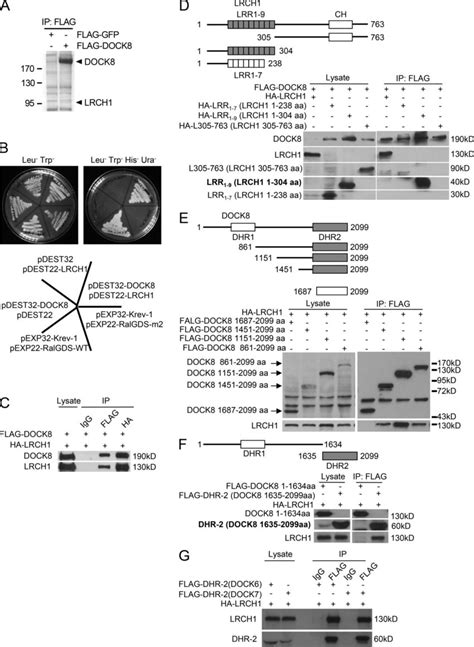 Adoptive Transfer Of Lrch Ko Cd T Cells Accelerates Eae With