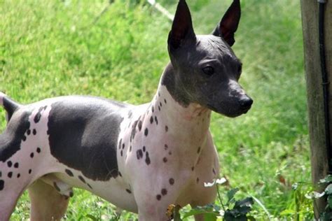 American Hairless Terrier Storia Della Razza Dalle Origini A Oggi