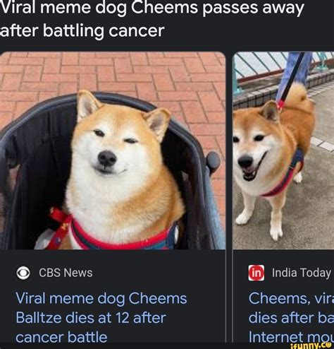 Viral Meme Dog Cheems Passes Away After Battling Cancer Ox Cbs News If