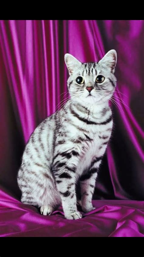 American Shorthair Cat Breed 36 Youtube