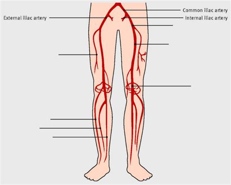 Wk 6 Lower Limb Arteries Diagram Quizlet