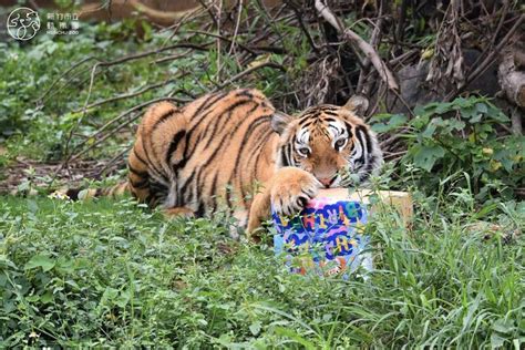 新竹動物園為新孟加拉虎送上肉片蛋糕 新命名20日公佈 生活 自由時報電子報