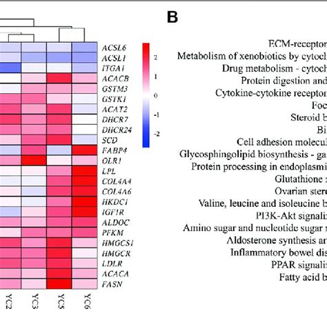 Heat Map And Kegg Pathways Enrichment For Degs A Heat Map Of