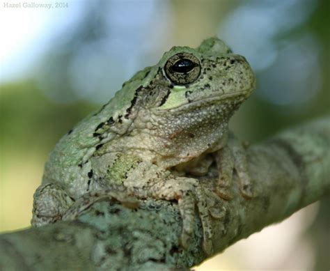 Gray Tree Frog Release Call Leana Beverly