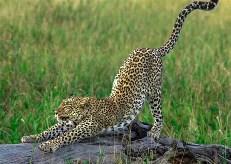 Tanzania Wildlife And Cultural Safari 10 Days Habitat Adventures