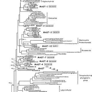 Maximum Likelihood Phylogenetic Tree Constructed With Complete 18S RDNA