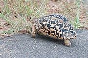 Category Stigmochelys Pardalis Of The Kruger National Park Wikimedia